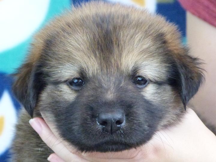 chinook puppy